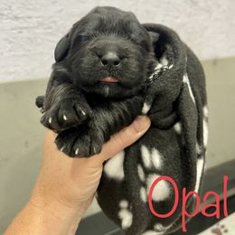 Girl 1 - Black Newfoundland puppy in Tully, New York from Bear Paw Newfoundlands