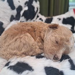 Annie - Red female Bernedoodle puppy in Lafayette, Alabama from Williams Lake Kennels