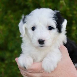 Miss Kitty (yellow collar) - Black and white female Sheepadoodle puppy in Mouth Of Wilson, Virginia from HoneyBunn Doodle Co.