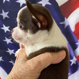 Chihuahuas from Jacquelyn Florea
