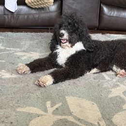 Bernedoodle, Goldendoodle, and Shih Tzu Puppies from TrueLine kennels