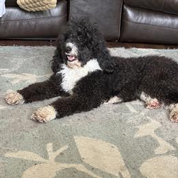 Bernedoodle, Goldendoodle, and Shih Tzu Puppies from TrueLine kennels