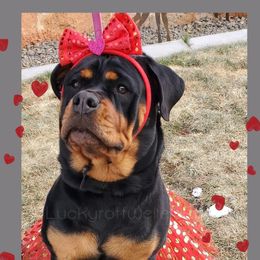 Rottweiler All Grown Up from Luckyrottweiler Kennels