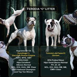 American Bulldog puppies from Ferocia Kennels