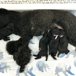 Poodle Puppies from Linden Poodles