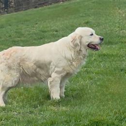 Mya - Golden Retriever
