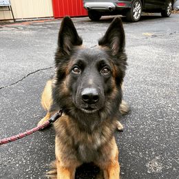 Melee - Belgian Malinois