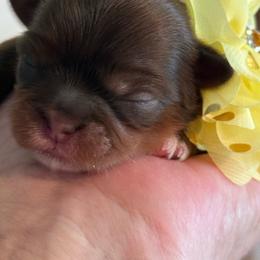 Brûlée - Tricolor female Shih Tzu puppy in Glens Falls, New York from Shih Tzus N Giggles
