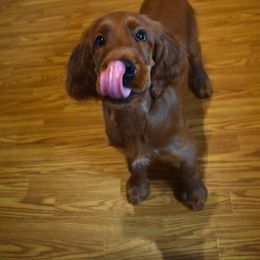 Irish Setter Puppies from Stomar Irish Setters
