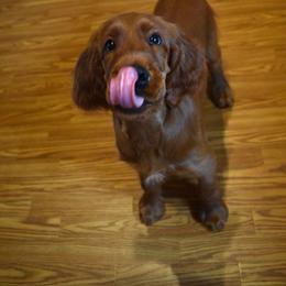 Irish Setter Puppies from Stomar Irish Setters