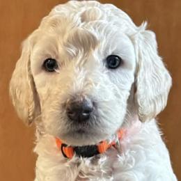 Goldendoodles from Watkin's Goldendoodles