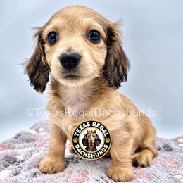 Lainey - 4000 - Cream female Dachshund puppy in Houston, Texas from Texas Regal Dachshunds LLC