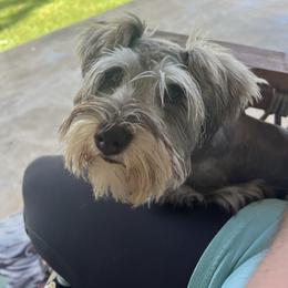 Molly - Miniature Schnauzer