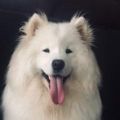 Luna - Samoyed