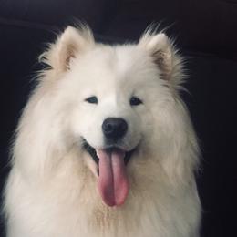 Luna - Samoyed