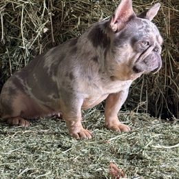 Ice - Blue female French Bulldog puppy in Brooksville, Florida from Post Farm Rottweilers & French Bulldogs