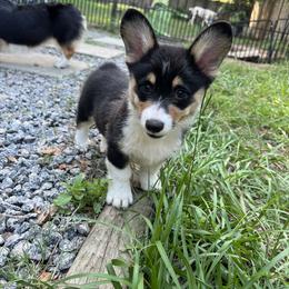 Pembroke Welsh Corgi Puppies from Newlands Insane Danes and Corgis
