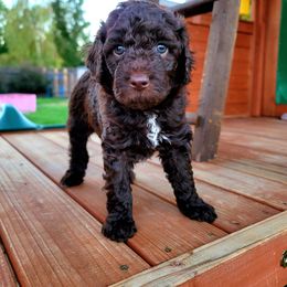 Goldendoodle Puppies from Heavenly Goldendoodles