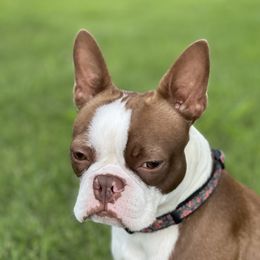 Gidget - Boston Terrier