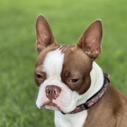 Gidget - Boston Terrier