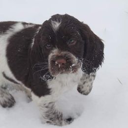 English Springer Spaniel Puppies from South Fork Springers
