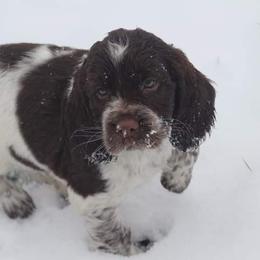 English Springer Spaniel Puppies from South Fork Springers