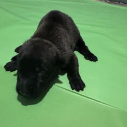Boy 1 - male Belgian Malinois puppy in Orange, Texas from Tactimal K9 Kennels