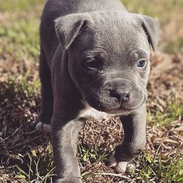 American Bully Puppies from SheShed Bully Camp