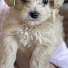 Poodles from Diva’s Designer Dogs