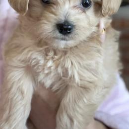 Poodles from Diva’s Designer Dogs