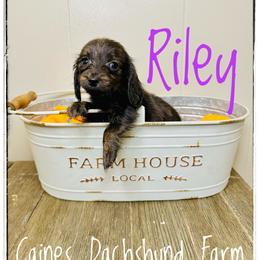 Riley - Brindle female Dachshund puppy in Cincinnati, Ohio from Caines Dachshund Farm