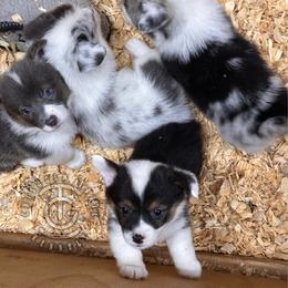 Ella - Black and tan female American Corgi puppy in Hico, Texas from Chisholm Trail Kennels