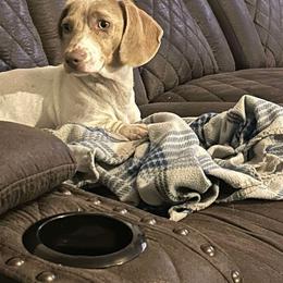 Izzy - Dachshund