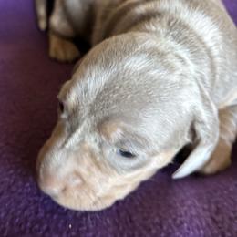 Dolly - Dapple female Dachshund puppy in Great Falls, Montana from Dawn's designerDachshunds