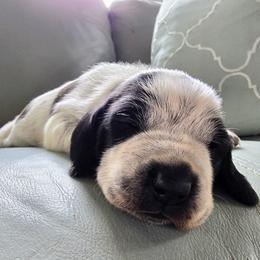 Pearl - White female Colombian Fino Hound puppy in Kingston, Tennessee from Fino Hounds USA