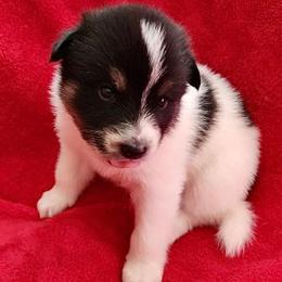 Pomskies from Precious Pomsky Puppies