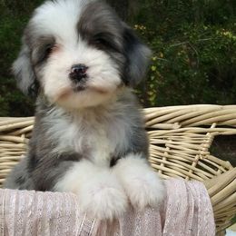 Bernedoodle and Aussiedoodle Puppies from Lillybee
