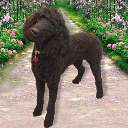 Poodles from Poodle Puppy Passion