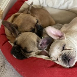 French Bulldog Puppies from EV Bulldogs