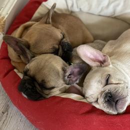 French Bulldog Puppies from EV Bulldogs