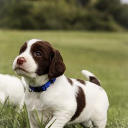 Blue Angel - Liver and white male English Springer Spaniel puppy in Lynchburg, Virginia from Southern Springers