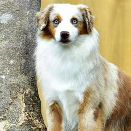 Miniature American Shepherds and Miniature Australian Shepherds from Taylor Made Aussies  & Taylor Made Miniature American Shepherd