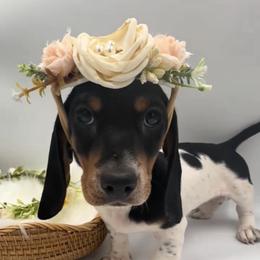 Dachshund Puppies from Pine & Pasture Dachshunds