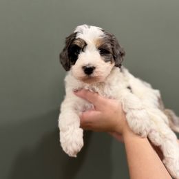 Bernedoodle Puppies from Anchorage Bernedoodles