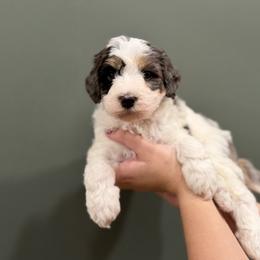 Bernedoodle Puppies from Anchorage Bernedoodles