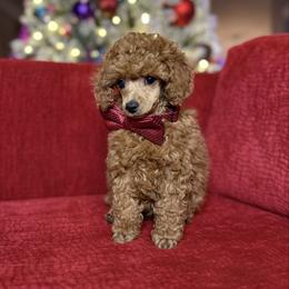 Romeo - Red  male Poodle puppy in Sperry, Oklahoma from PuppyLove Poodles