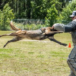 Belgian Malinois and Dutch Shepherd All Grown Up from Berserkermalinoiskennel
