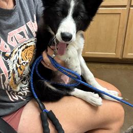 Seanah - Border Collie