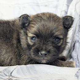 Gene - Orange sable male Pomeranian puppy in Utah from Pop Off Poms & Chis