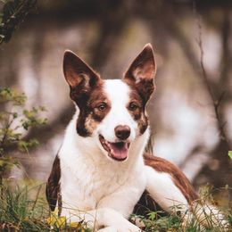 Autumn - Border Collie